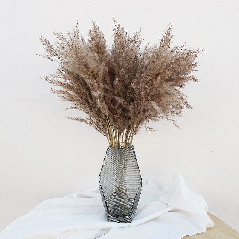 Pampas Grass Decor - 10 Stück Bunte Natürliche Schilfgräser Pampasgras