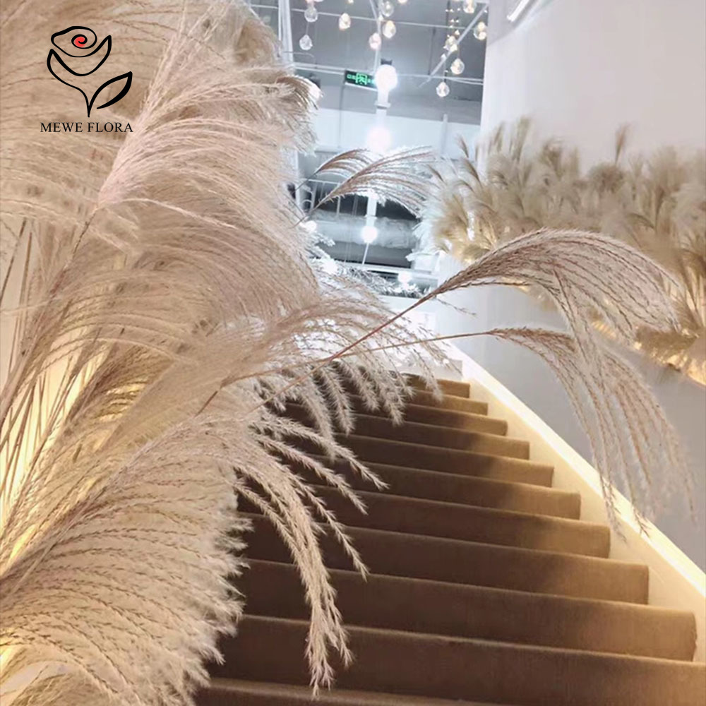200 Stück natürliche getrockne – Pampas Grass Decor Bewertung und Preis