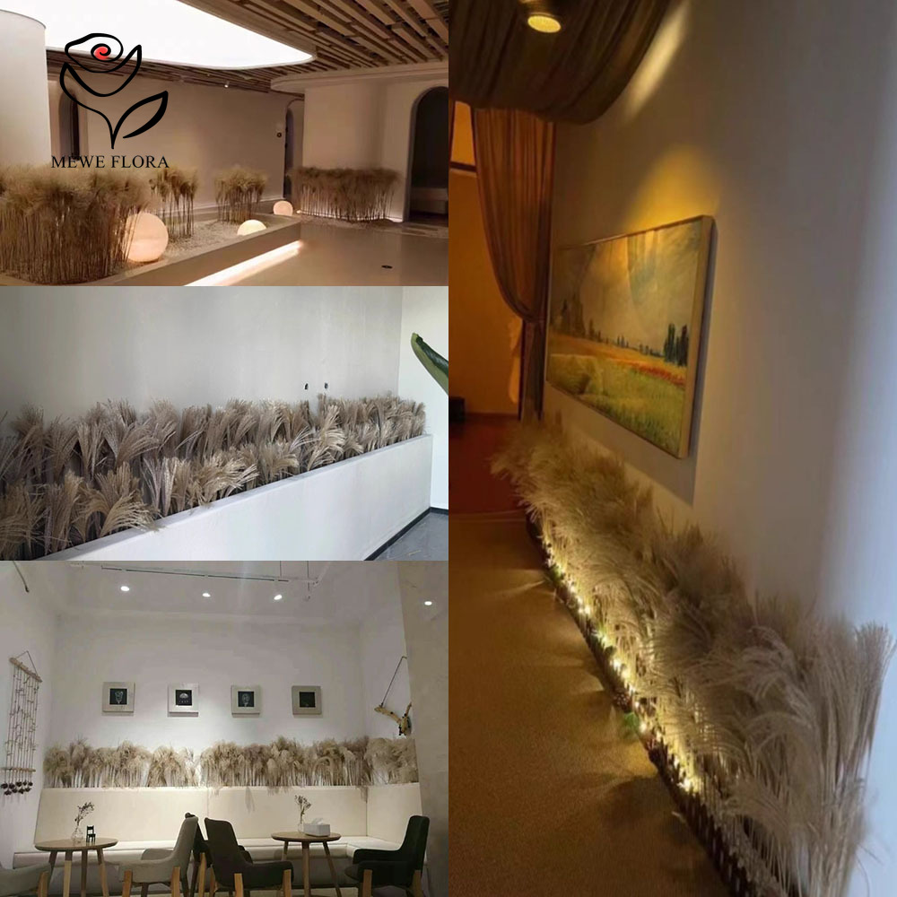 200 Stück natürliche getrockne – Pampas Grass Decor Bewertung und Preis