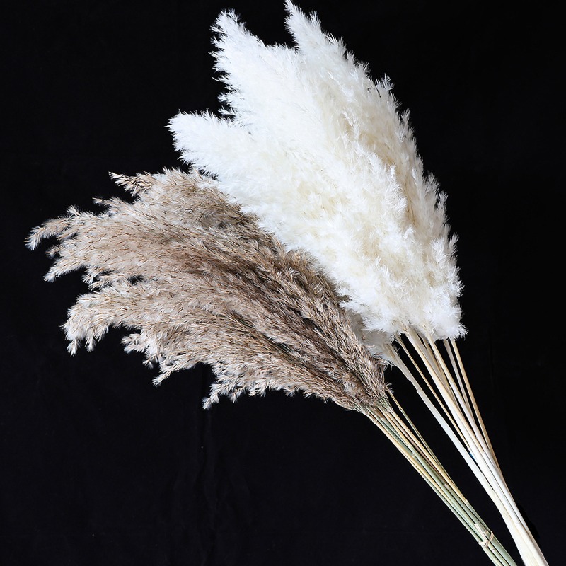 10 Stück Bunte Natürliche Schi – Pampas Grass Decor Bewertung und Preis
