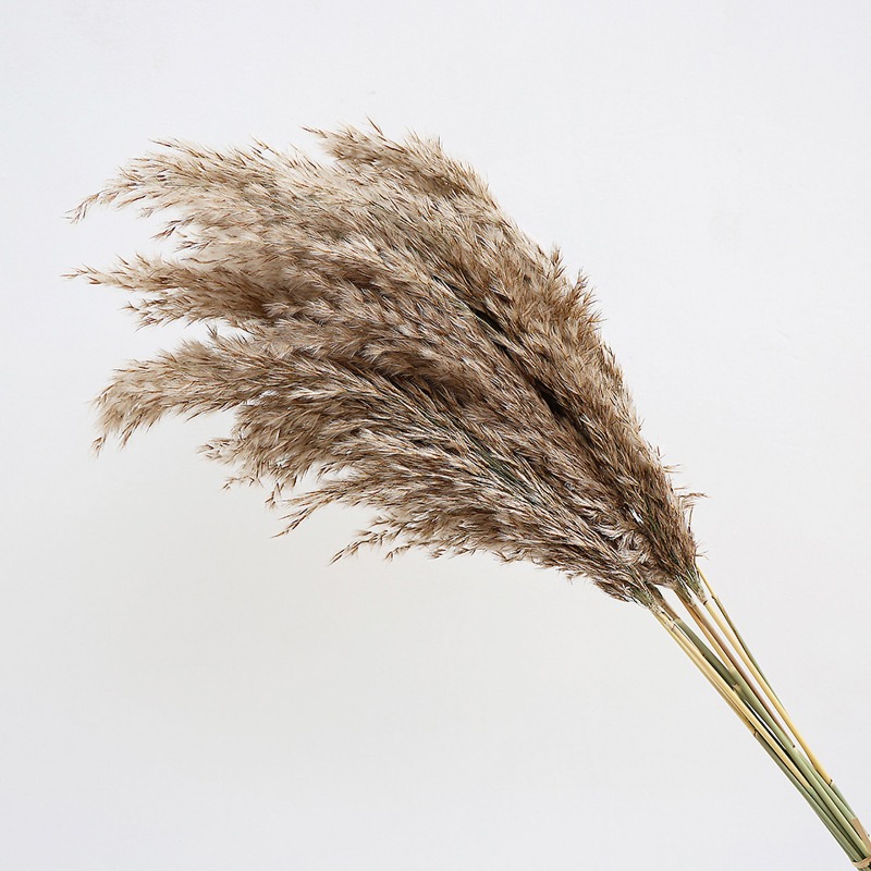 10 Stück Bunte Natürliche Schi – Pampas Grass Decor Bewertung und Preis