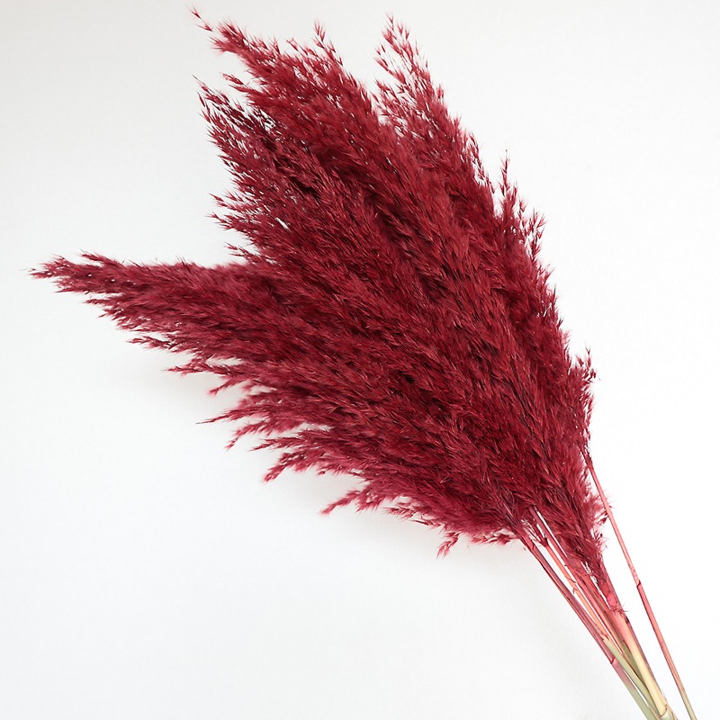 10 Stück Bunte Natürliche Schi – Pampas Grass Decor Bewertung und Preis